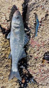 European Bass (Seabass)