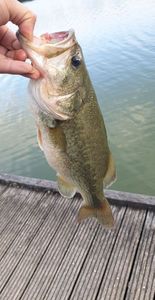 Smallmouth Bass