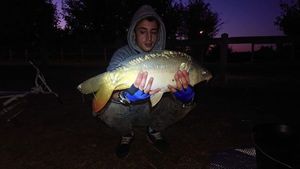 Mirror Carp