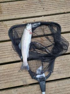 Rainbow Trout