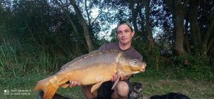 Mirror Carp