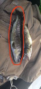 Gudgeon