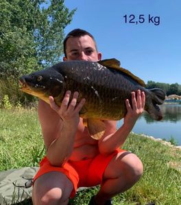 Common Carp