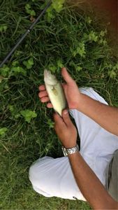 Largemouth Bass