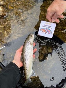 Brown Trout