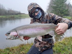 Rainbow Trout