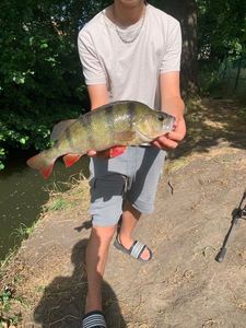 European Perch