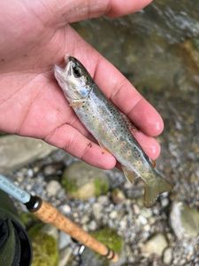 Brown Trout