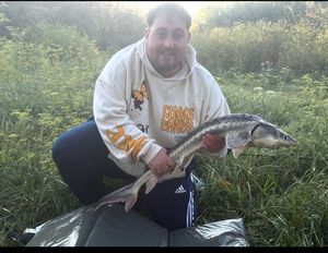 Sturgeon