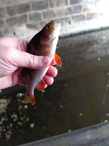 European Perch