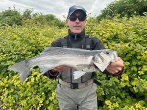 European Bass (Seabass)