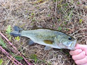 Largemouth Bass