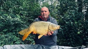 Common Carp