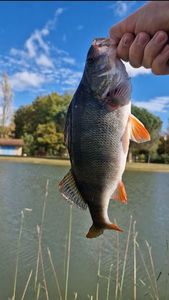 European Perch