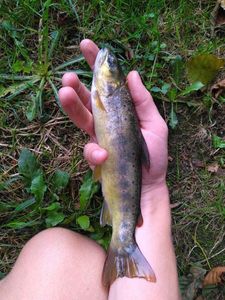 Brown Trout