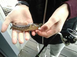 Knout Goby