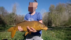 Common Carp