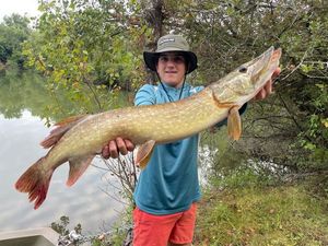 Northern Pike