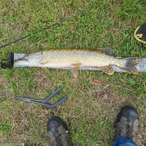 Northern Pike