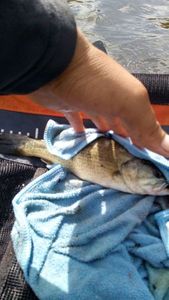 Largemouth Bass