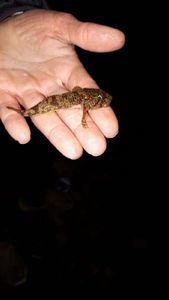 Giant Goby