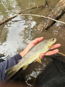 Brown Trout