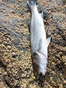 European Bass (Seabass)