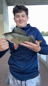 European Perch