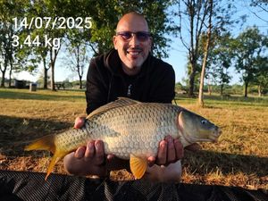 Common Carp