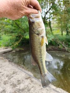 Largemouth Bass