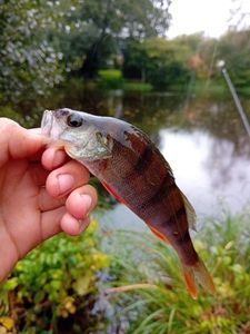 European Perch