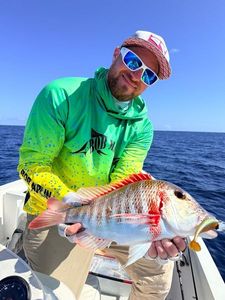 Red Snapper