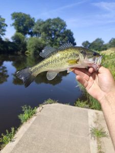 Largemouth Bass