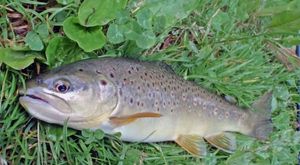 Brown Trout