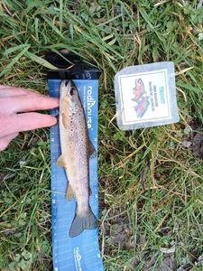 Brown Trout