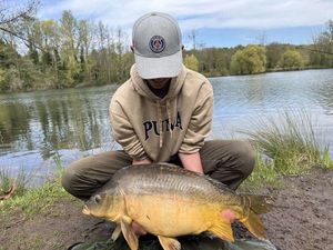 Mirror Carp