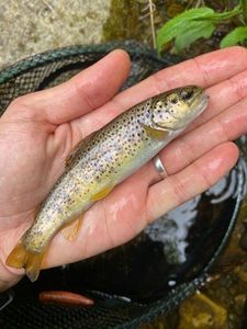 Brown Trout