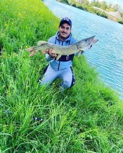 Northern Pike