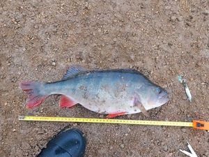 European Perch