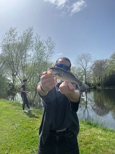 Largemouth Bass