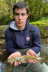 Brown Trout