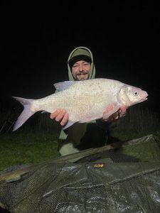 Common Bream