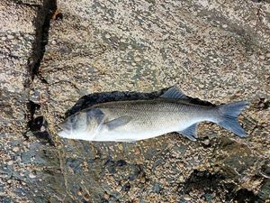 European Bass (Seabass)