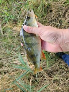 European Perch