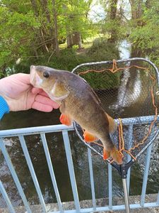 European Perch