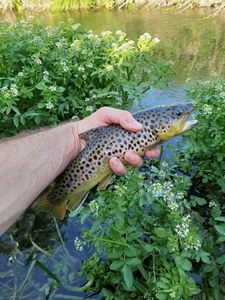 Brown Trout