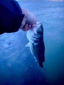 European Bass (Seabass)