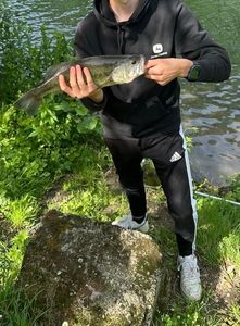 Largemouth Bass