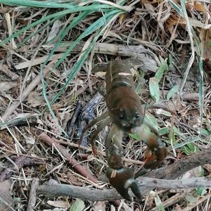Noble Crayfish