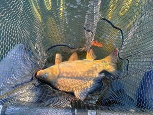 Common Carp